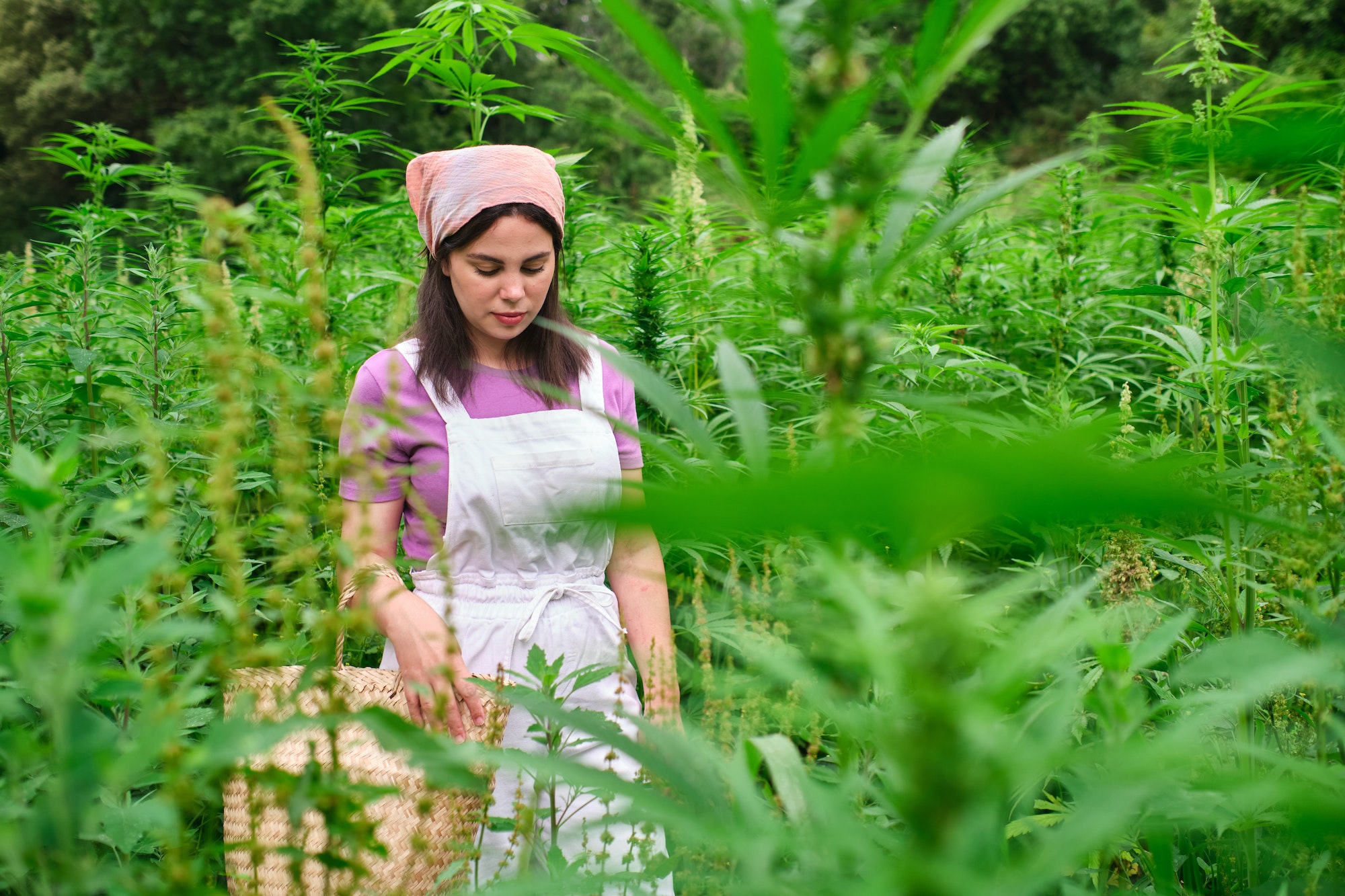 young woman walking in an industrial hemp field with a harvest basket